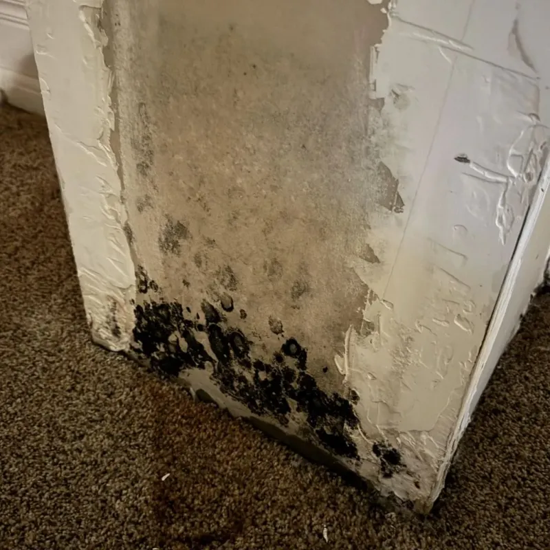 Professional Mold Removal in Brighton, AL